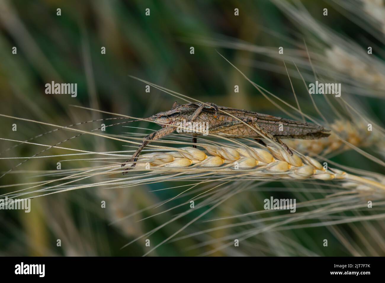 Insetto indiano del cricket del cespuglio sulla panicola di raccolto di grano. Messa a fuoco selettiva utilizzata. Foto Stock