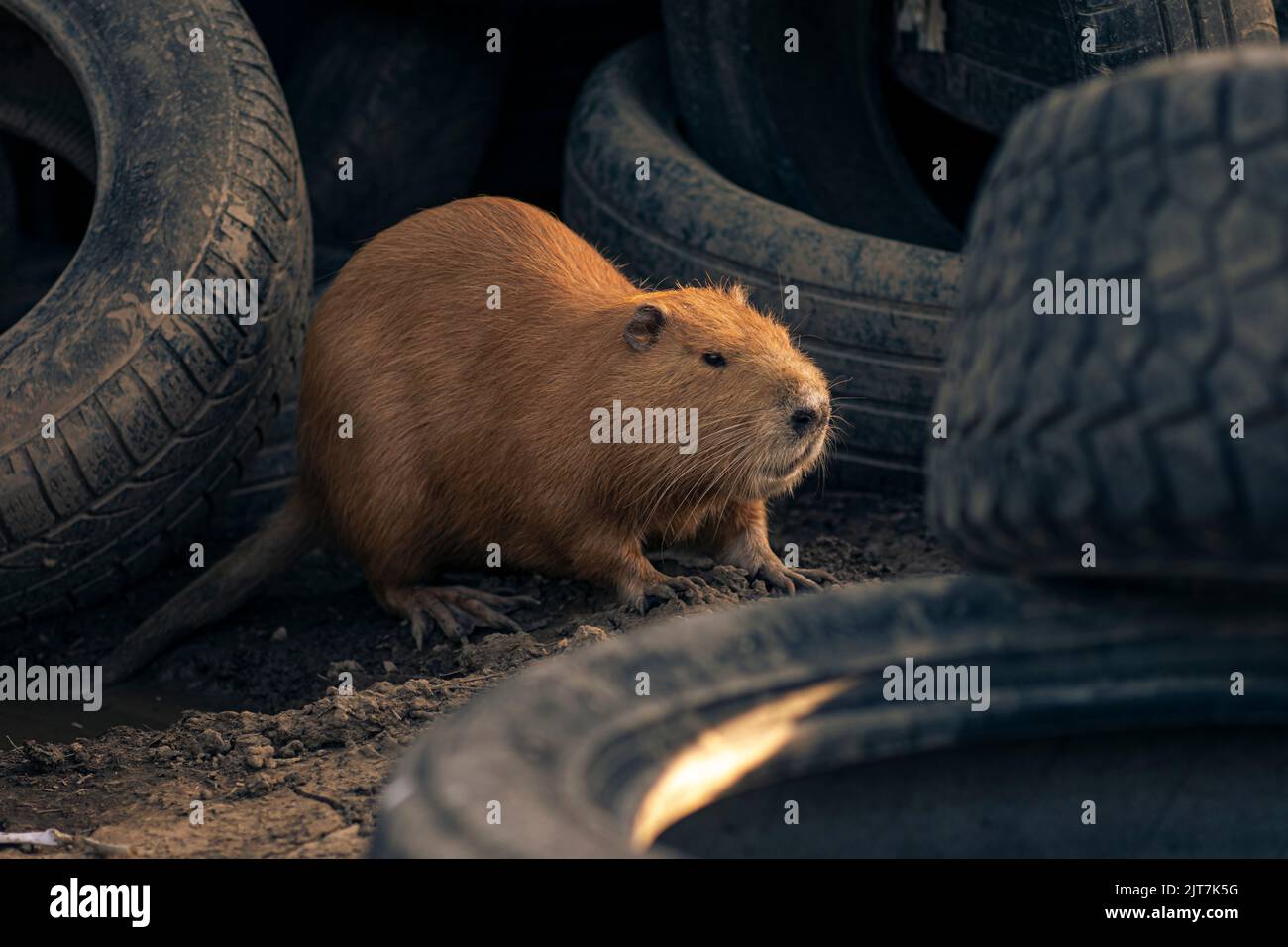 Sorprendente primo piano incontro faccia a faccia con il coypus Myocastor coyp che vive in junk heap con pneumatici sprecati lontano dal fiume. Fauna selvatica habitat secundario Foto Stock