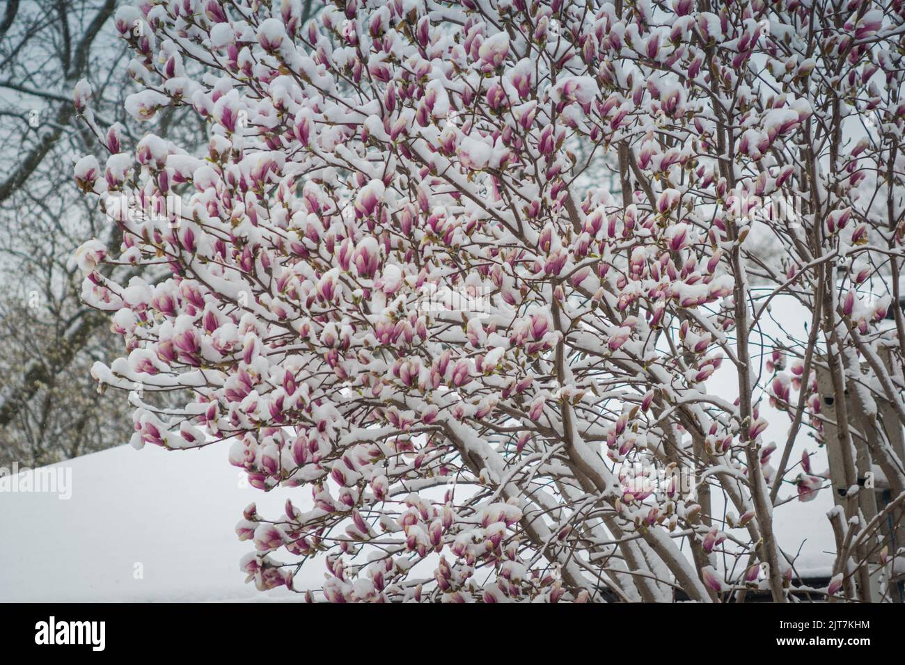 Magnolia fiori di albero avvolto nella neve dopo la nevicata durante gli ultimi giorni della stagione invernale Foto Stock
