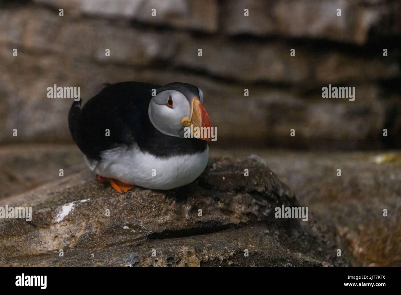 Puffin Atlantico (Fratercula artica) in estate Foto Stock