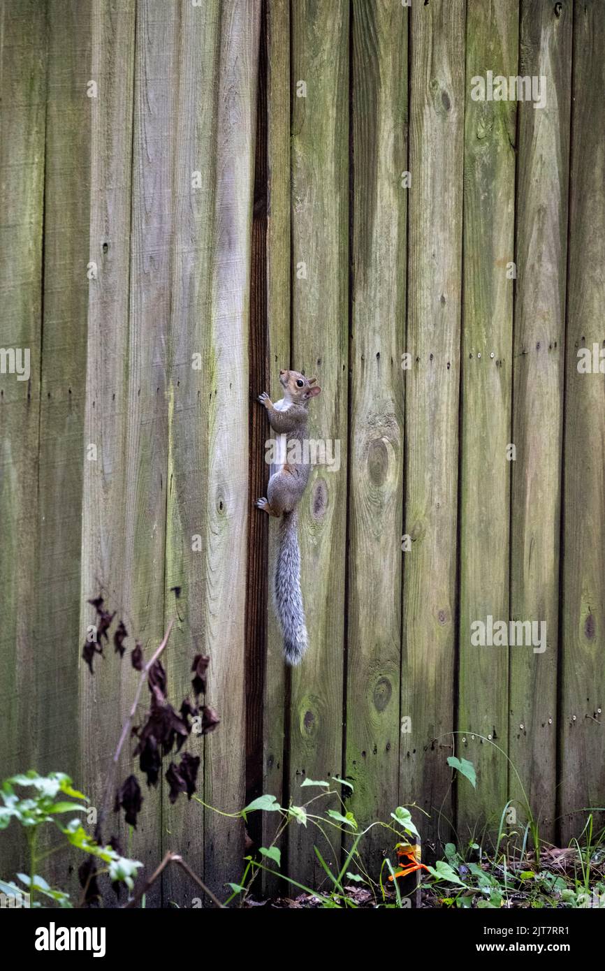 Uno scoiattolo unico che sale su una recinzione in legno in una zona suburbana Foto Stock