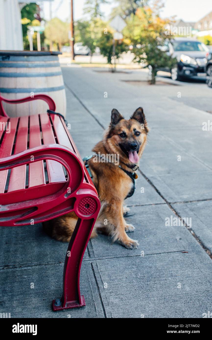 Cane pastore tedesco in attesa di essere umano fuori da panca rossa e barile di vino, quartiere Foto Stock