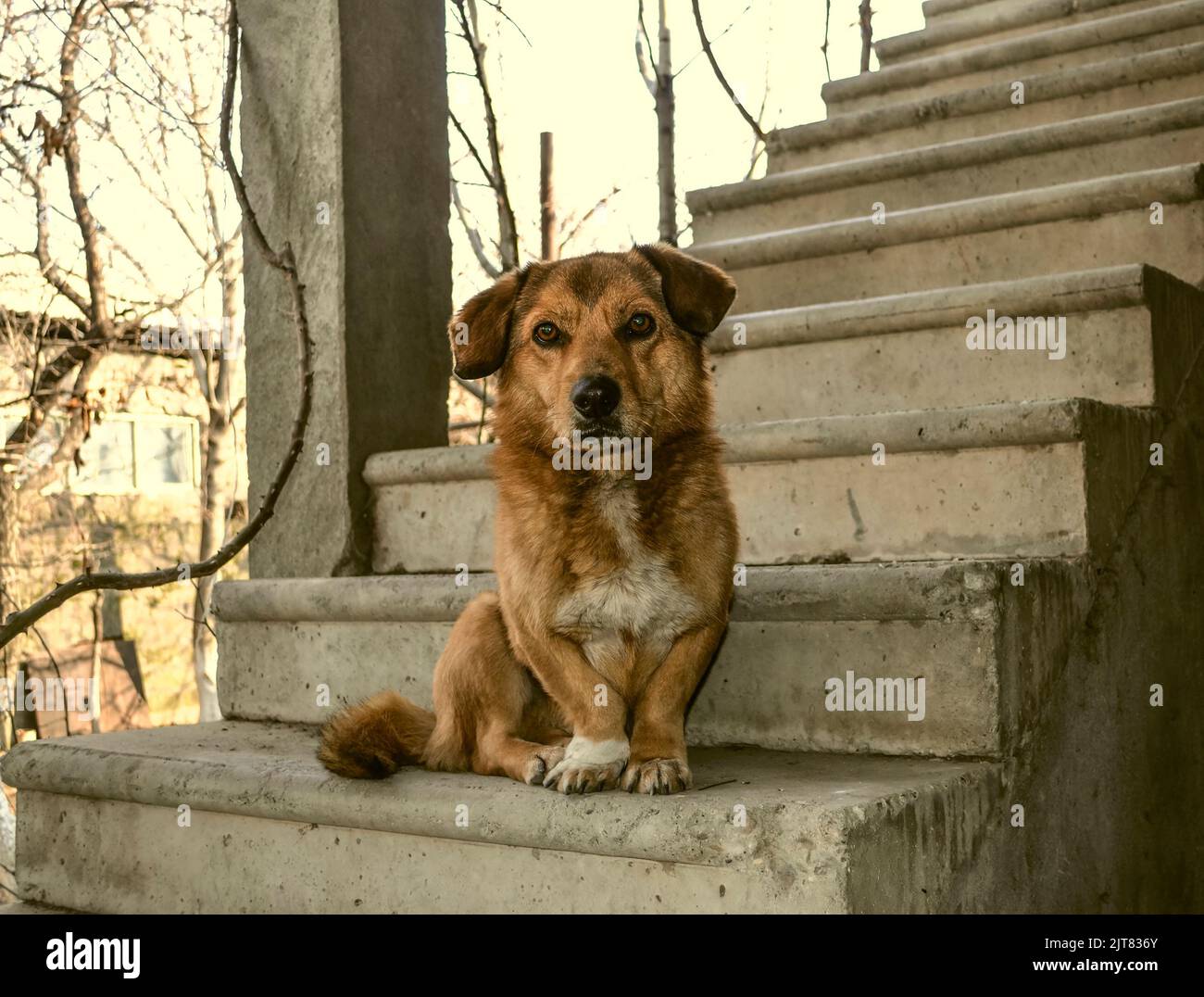Un giovane cane rosso, non grande, con occhi espressivi e orecchie da floppy siede su una scala in cemento di ferro nel giardino Foto Stock