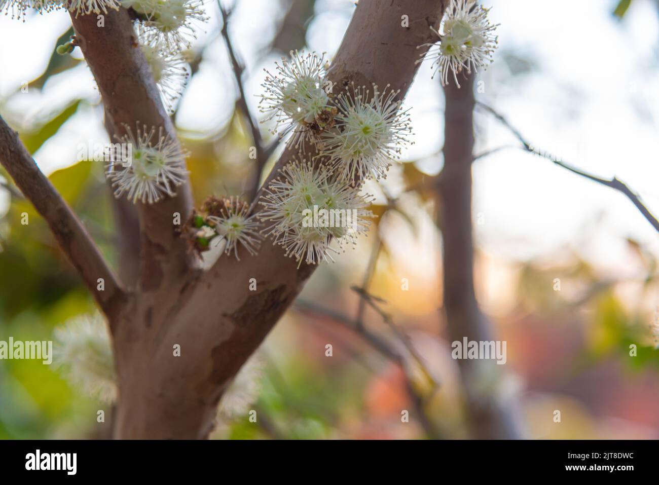 Tronco e fiori di Myrciaria castuliflora albero. Nome popolare: Jabuticaba. Origine: Brasiliana. Caratteristiche: Si tratta di una bacca selvatica con un porpora scuro o. Foto Stock