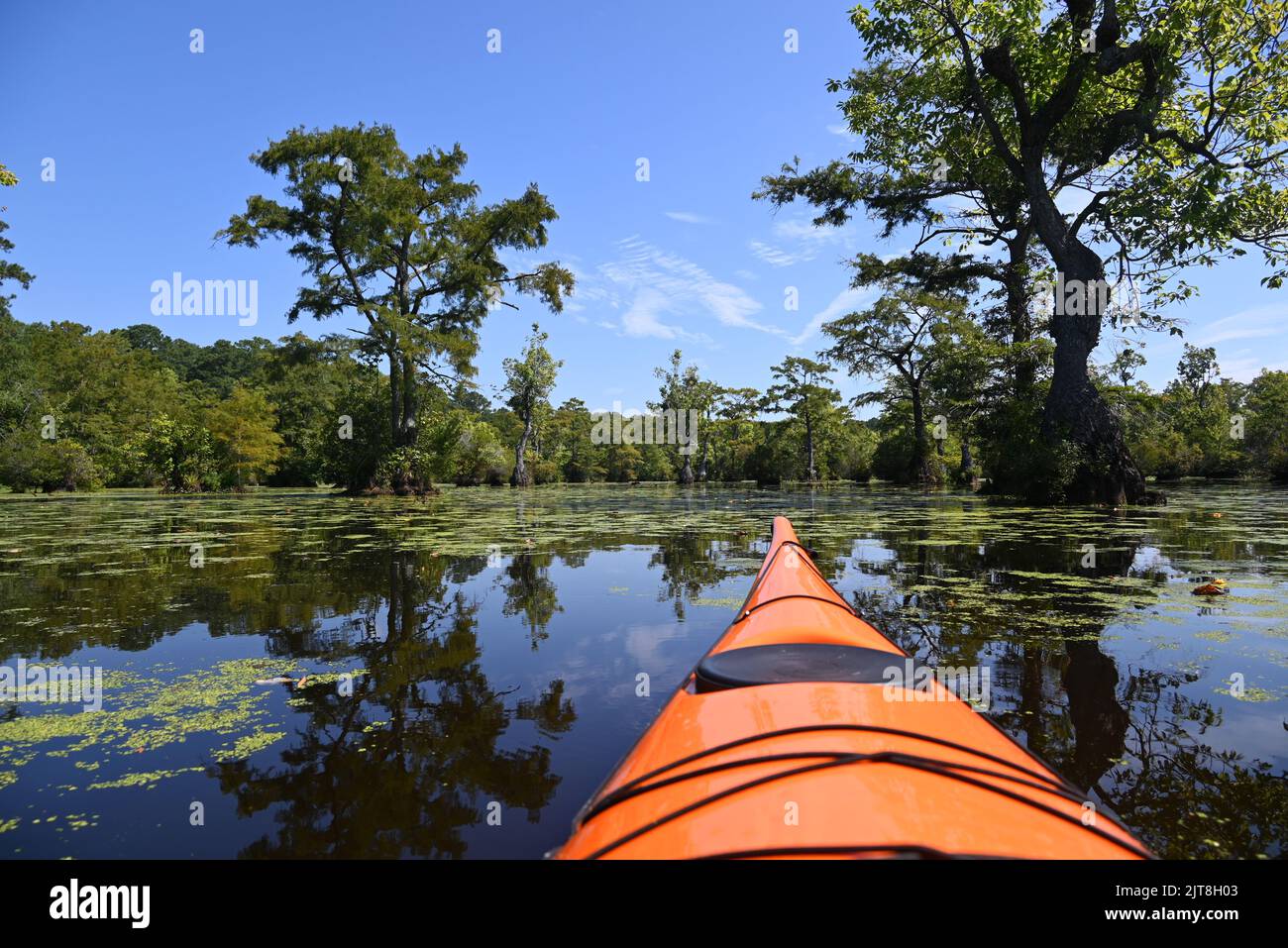 Kayak attraverso la foresta di cipressi e le acque torbide del Merchants Millpond state Park nel North Carolina. Foto Stock
