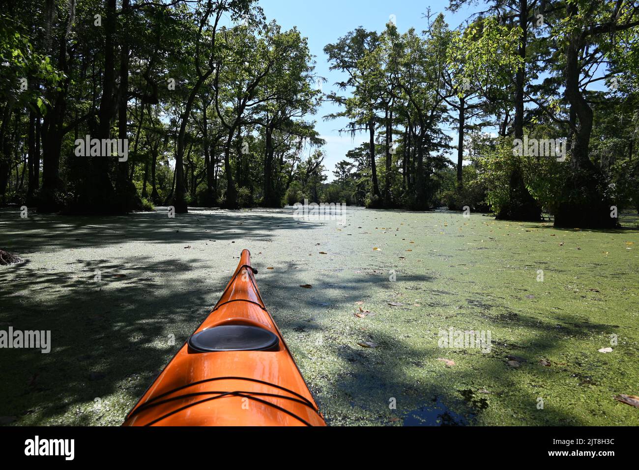 Kayak attraverso la foresta di cipressi e le acque torbide del Merchants Millpond state Park nel North Carolina. Foto Stock