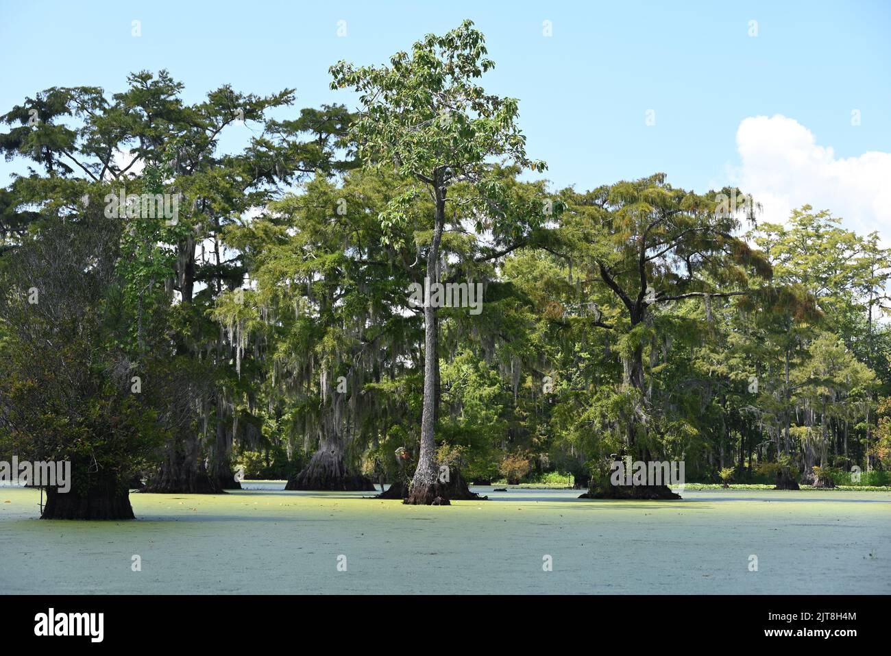 La foresta di cipressi nelle acque torbide del Merchants Milllagd state Park nel North Carolina. Foto Stock