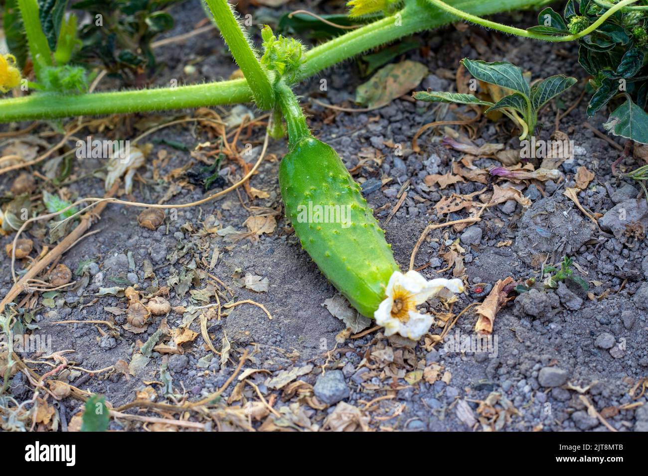 Orchard sullo sfondo. Cetriolo che cresce su branch.annaffiato vegetale fresco. Vegetale coltivato in giardino. Fuoco selettivo. Foto Stock