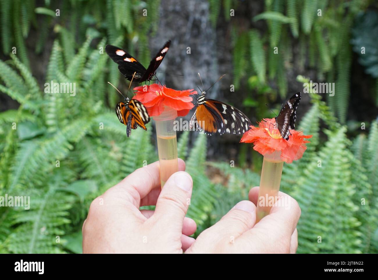 Tenendo un tubo del nettare per attrarre le farfalle Foto Stock