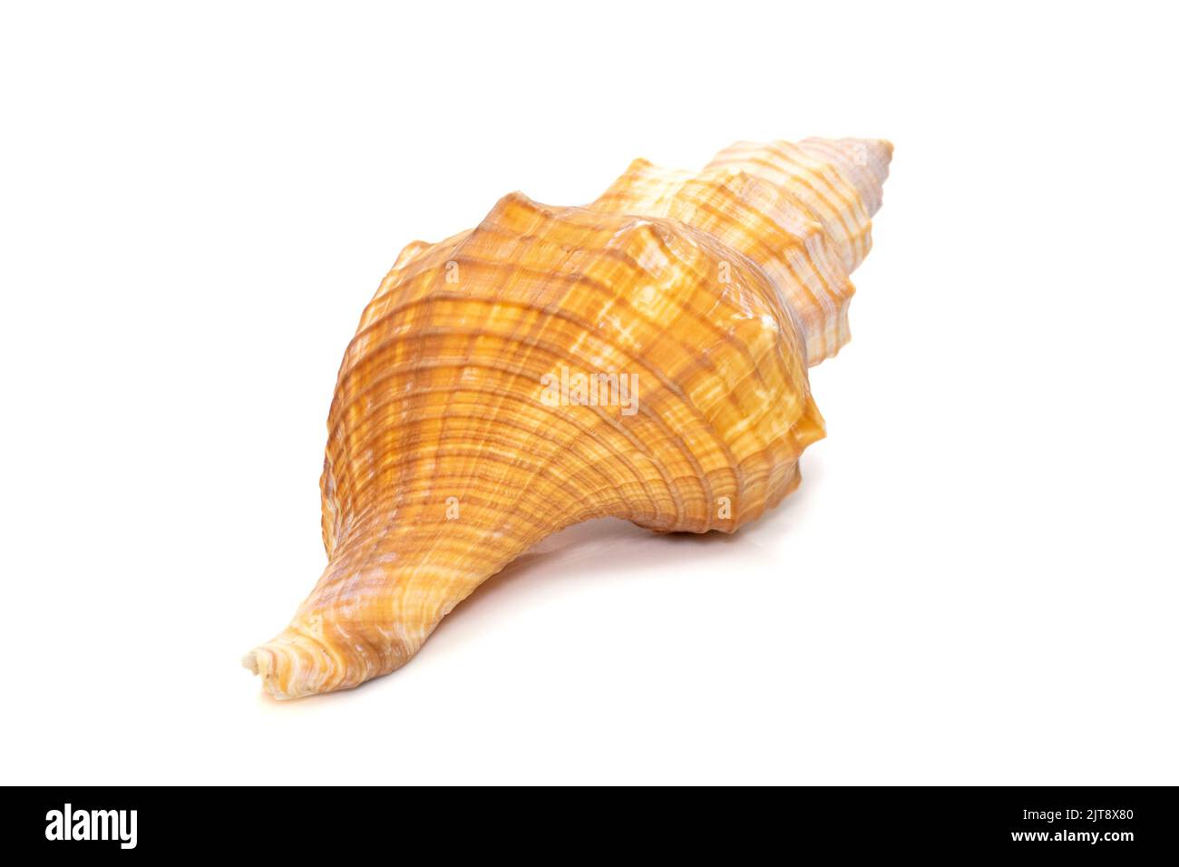 Immagine di trapezio Cavallo Conch / Striped Fox Conch Seashell (Pleuroploca trapezio) isolato su sfondo bianco. Animali sottomarini. Conchiglie di mare. Foto Stock