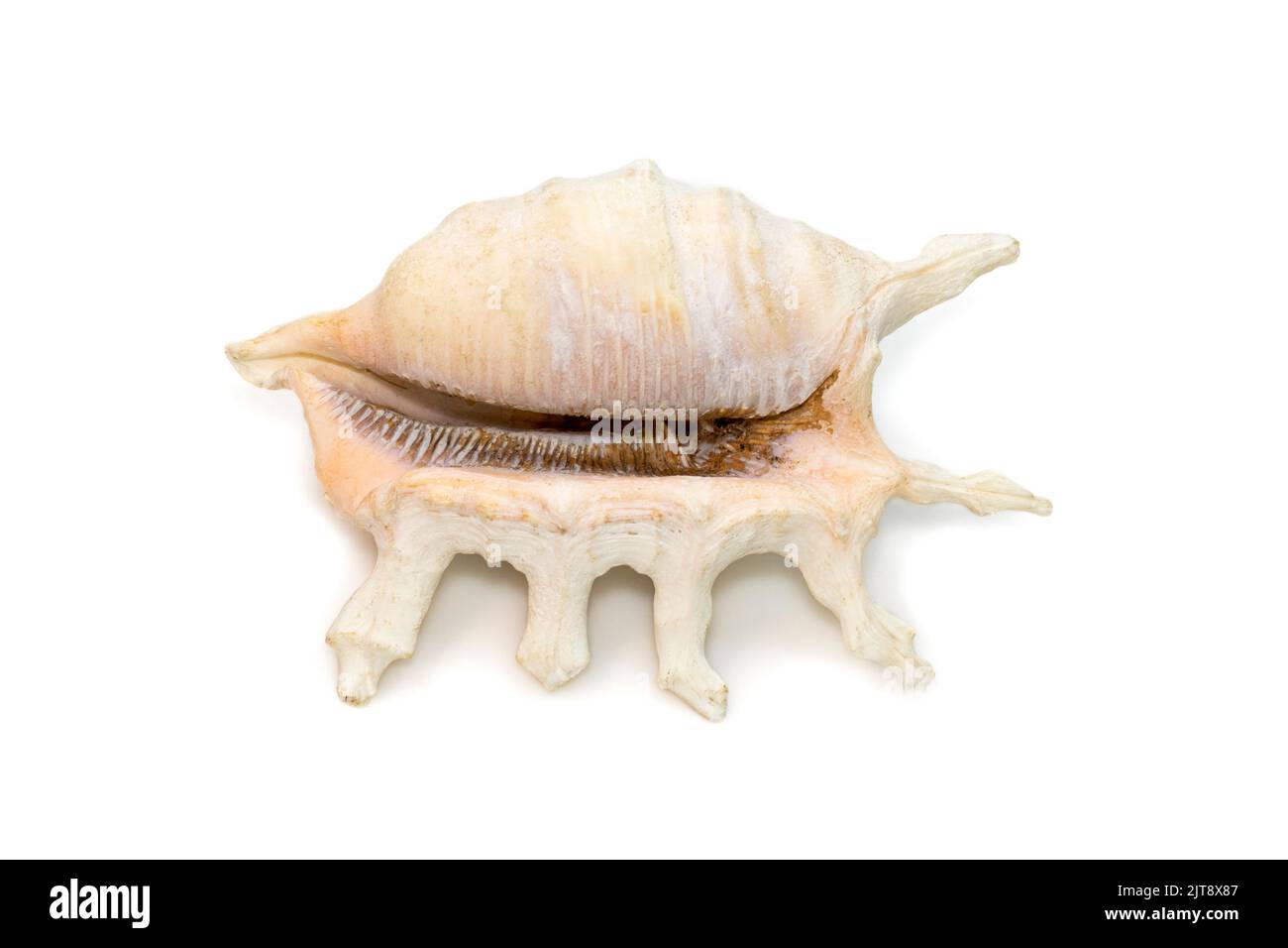 Il gallo di mare di lambis scorpius, nome comune il gallo di scorpione o gallo di scorpione, è una specie di lumaca di mare grande, un gasteropod marino mollu Foto Stock