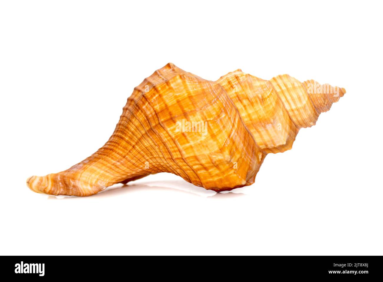 Immagine di trapezio Cavallo Conch / Striped Fox Conch Seashell (Pleuroploca trapezio) isolato su sfondo bianco. Animali sottomarini. Conchiglie di mare. Foto Stock