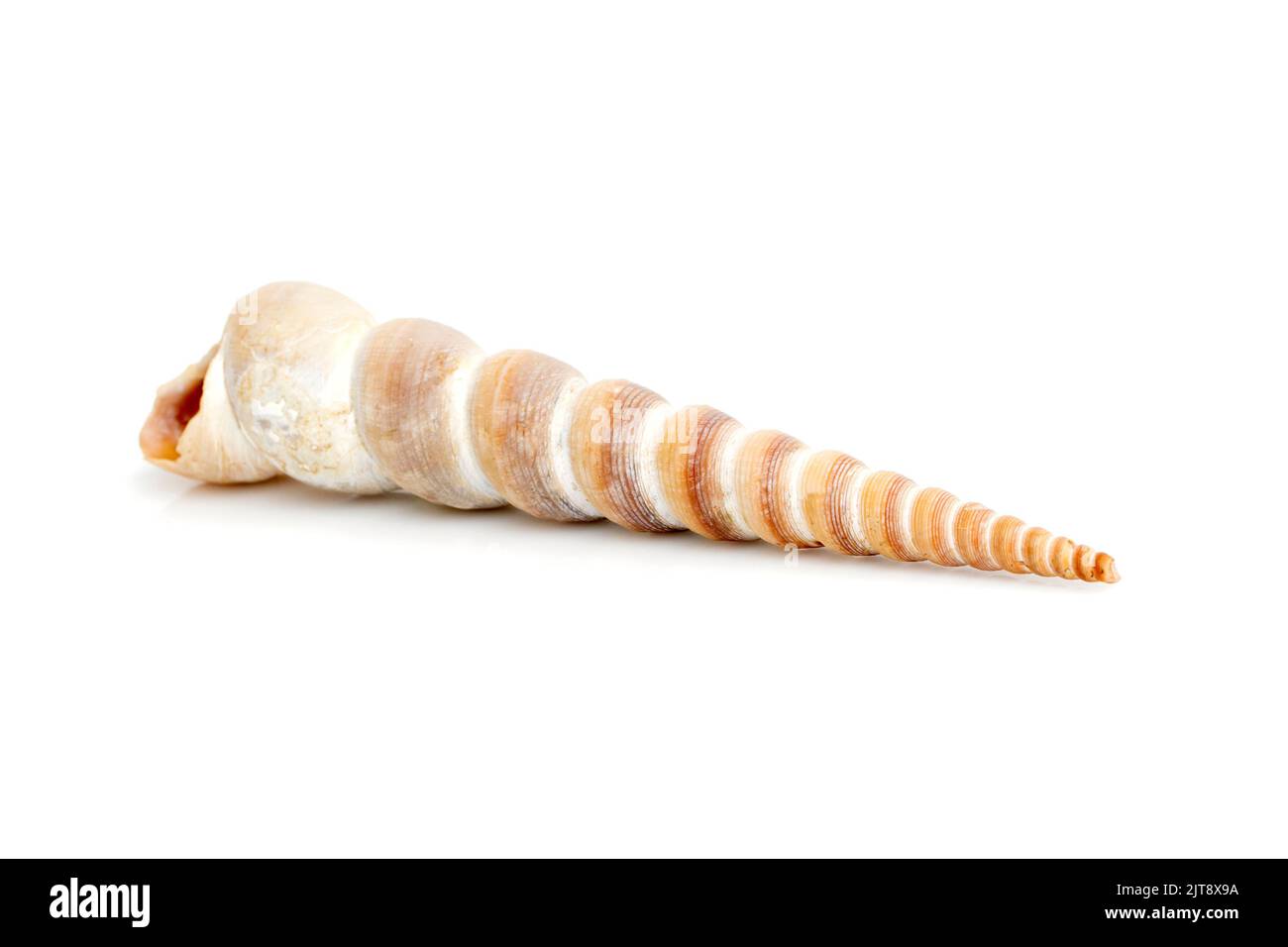 Immagine del guscio a cono appuntito (Terebridae) su sfondo bianco. Animali sottomarini. Conchiglie marine. Foto Stock
