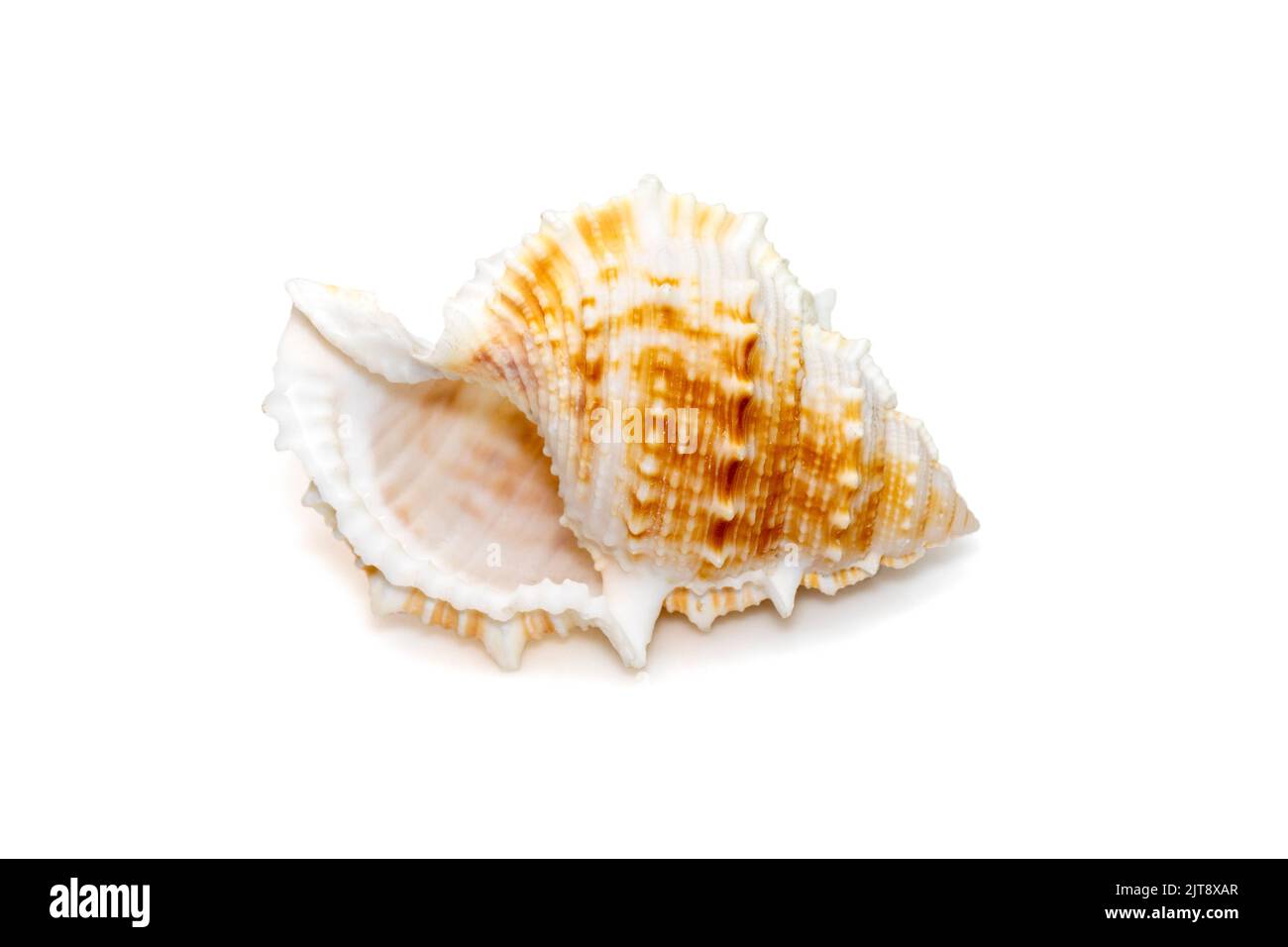 La conchiglia di mare di bufonaria rana è una specie di lumaca di mare, un molluschi gasteropodi della famiglia Bursidae, le conchiglie di rana isolate sulla schiena bianca Foto Stock