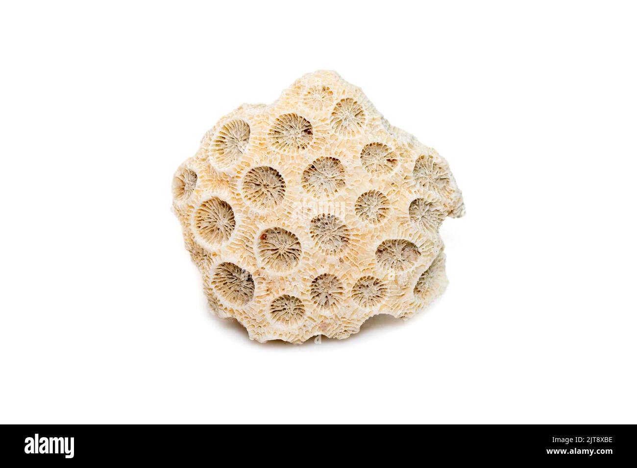 Immagine di cubi di corallo su sfondo bianco. Animali sottomarini. Foto Stock