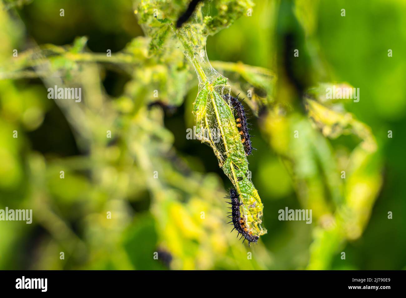 Le foglie di ortica si avvicinano a quelle mangiate dai pilastri neri con spine e puntini bianchi. Fase del bruco alla farfalla di pavone Foto Stock