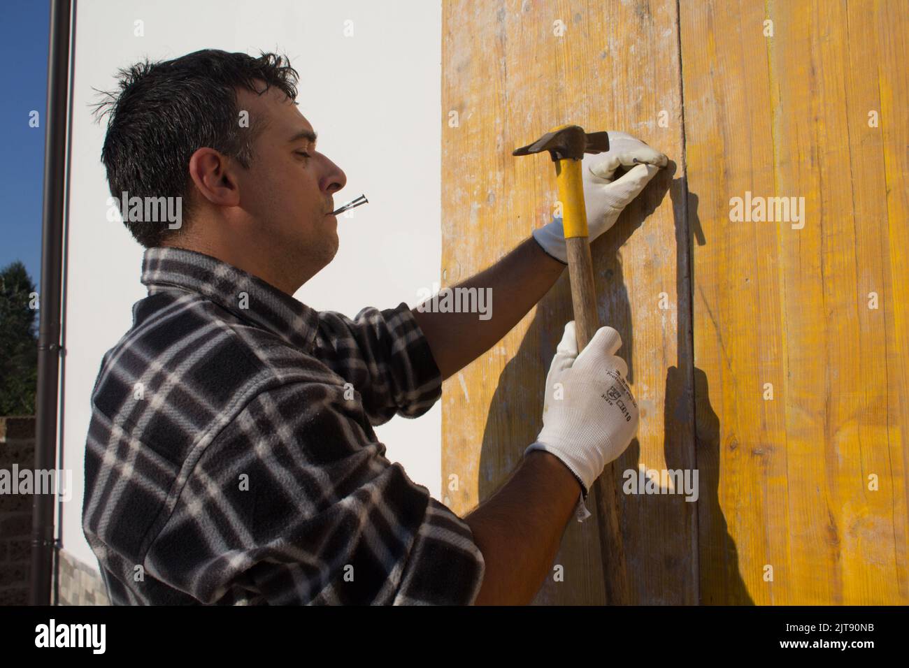 muratore che con chiodi e martello fissa pannelli di legno alla parete. Lavori di ristrutturazione e fai da te. Un uomo che tiene le unghie con la bocca Foto Stock