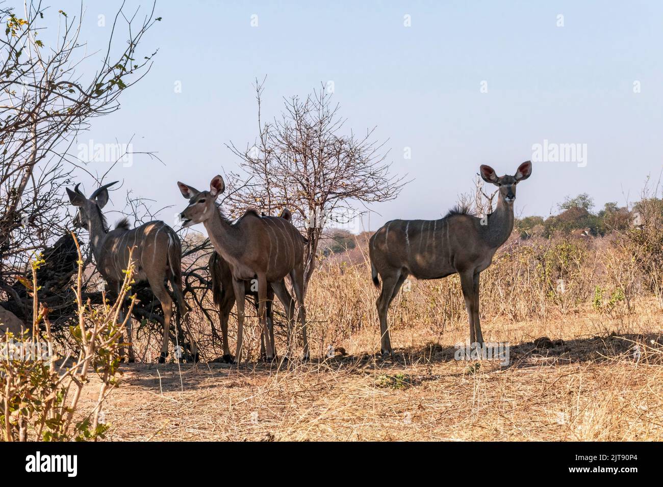 Antilopi boschivi di kudu maggiori che si eran sotto l'albero. Sudafrica Foto Stock