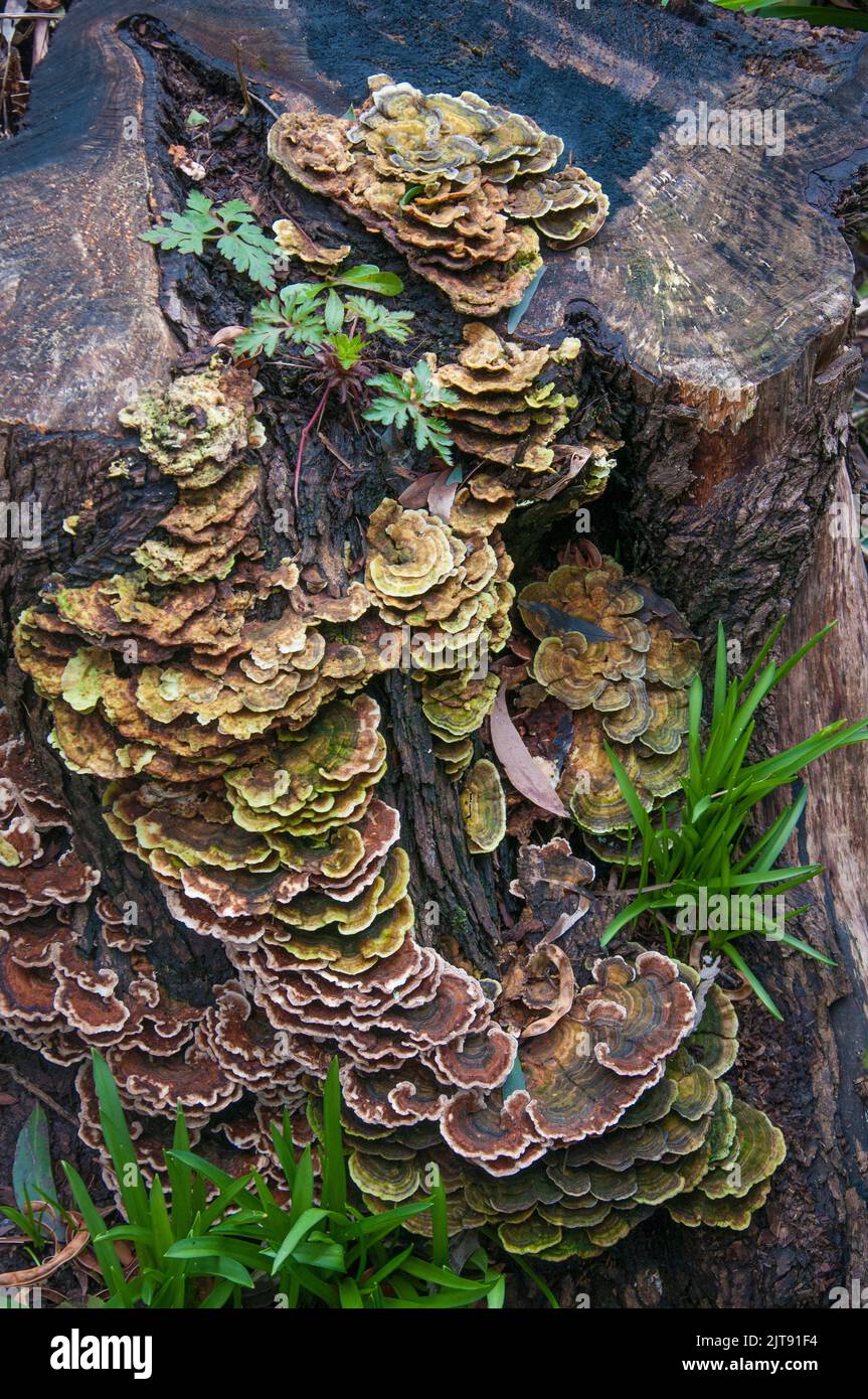 Funghi fiorenti su un ceppo di albero al Giardino di St Erth, all'interno della Wombat state Forest fuori Blackwood, Victoria, Australia Foto Stock