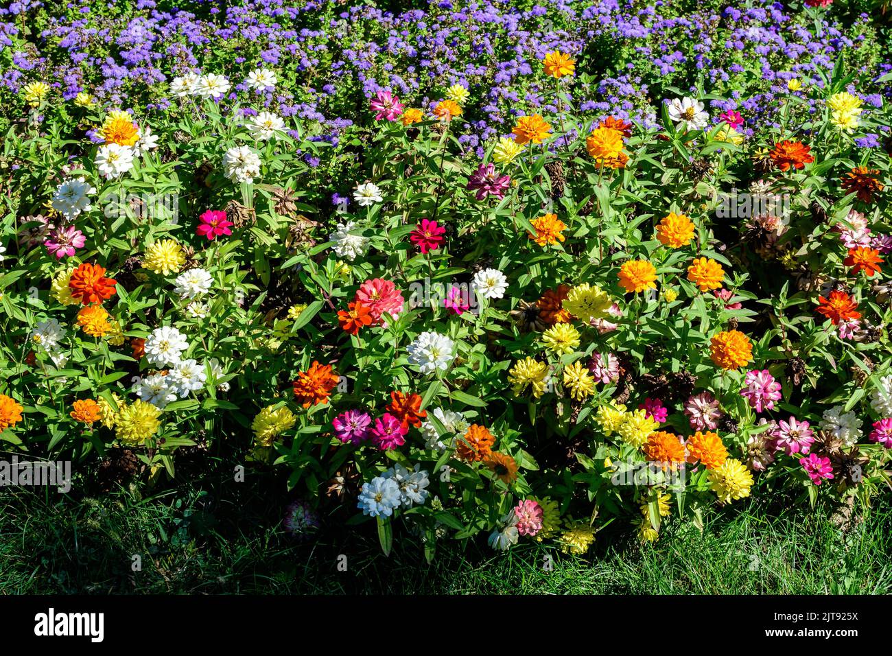 Molti bei grandi fiori di zinnia rosa, arancione, rosso e bianco vividi in piena fioritura su sfondo verde sfocato, fotografato con fuoco morbido in un gar Foto Stock