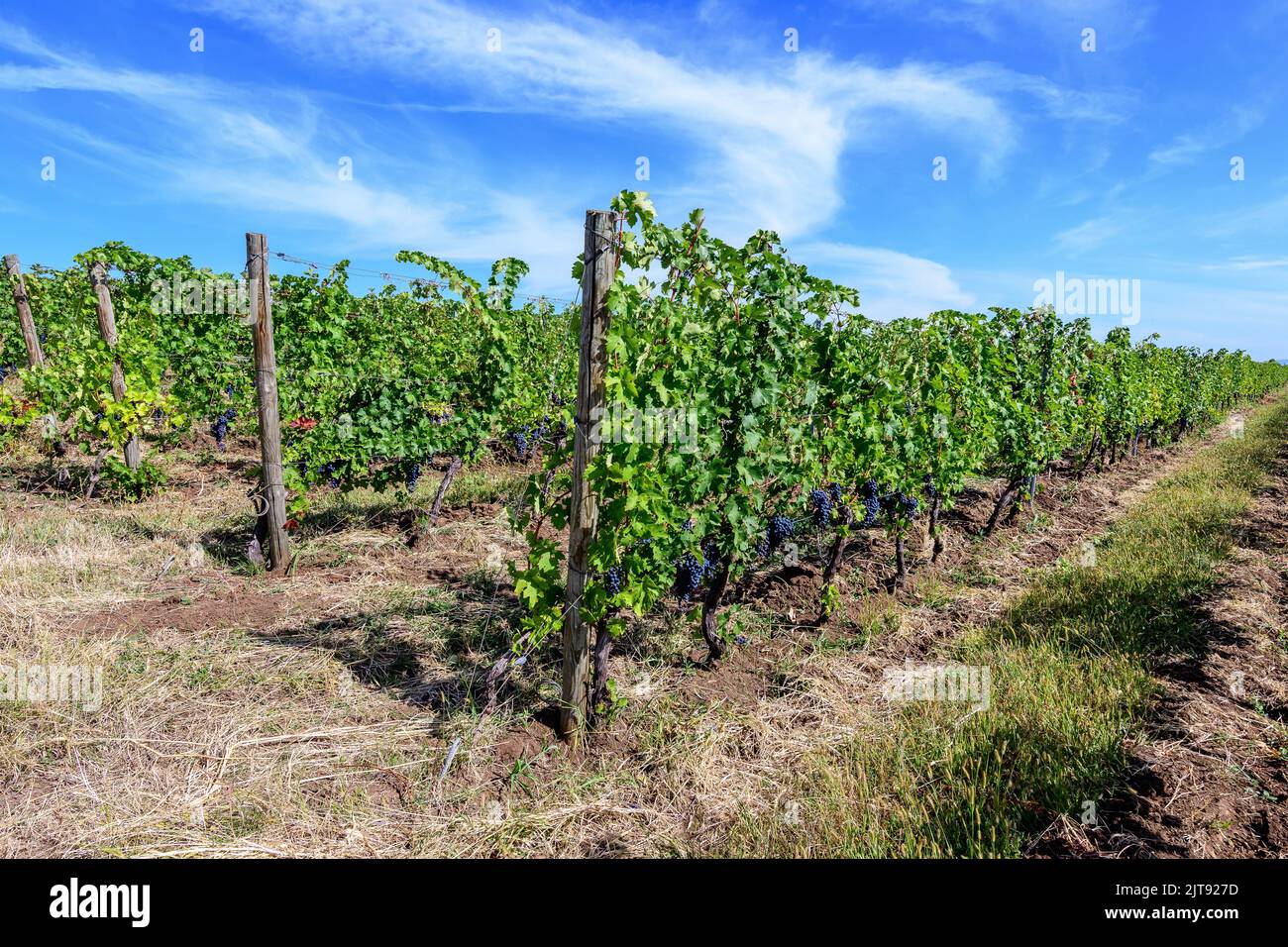 Fila con grandi piante con molte uve biologiche nere scure mature e foglie verdi in vigna in una giornata di sole autunno Foto Stock