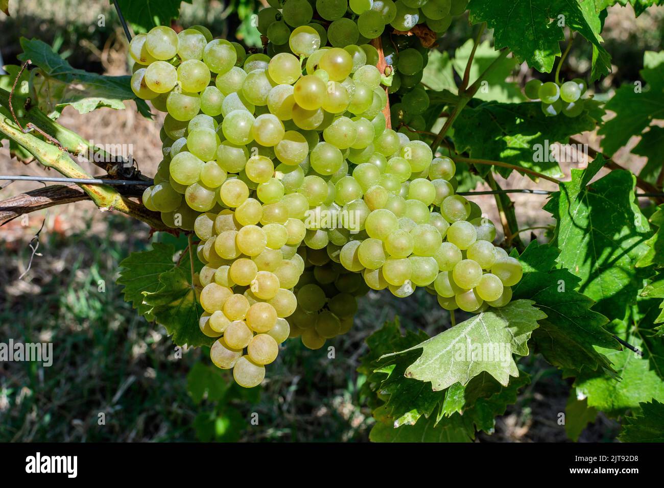 Primo piano di uve bianche biologiche mature e foglie verdi in vigna in una giornata di sole autunnale Foto Stock