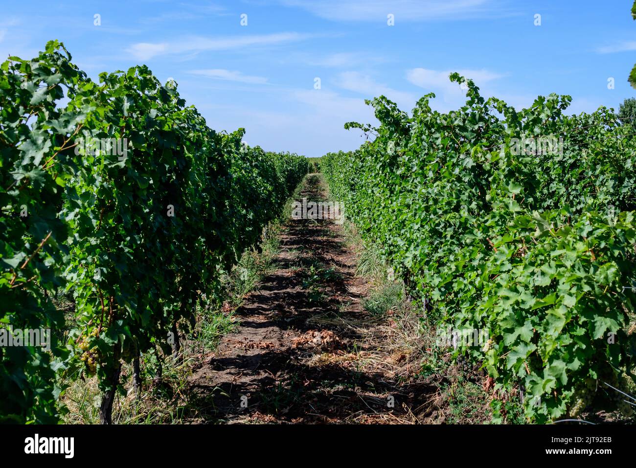 Fila con grandi piante con molte uve biologiche mature e foglie verdi in vigna in una giornata di sole autunno Foto Stock