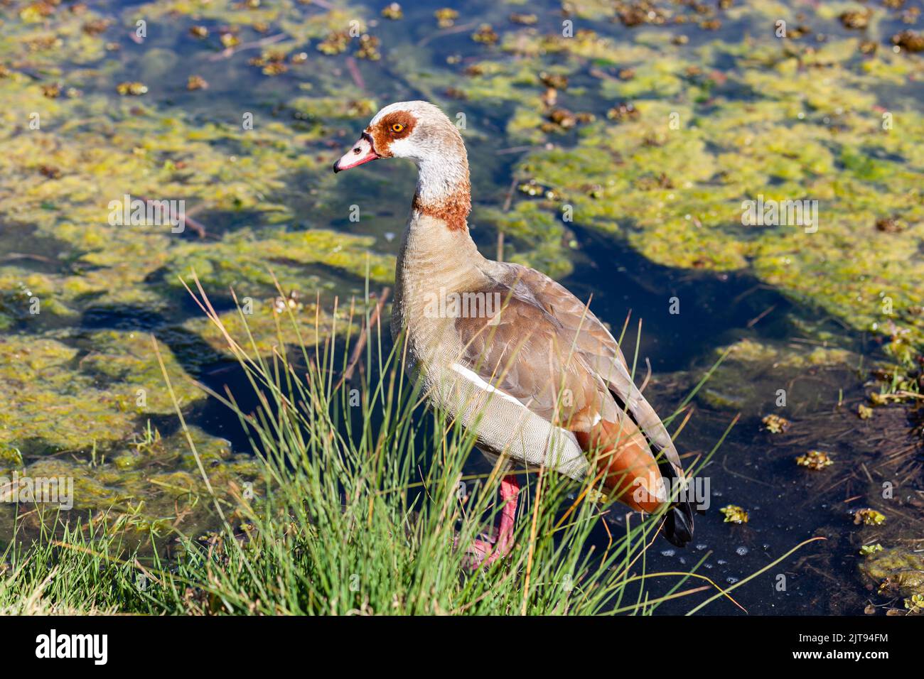 L'oca egiziana è un membro della famiglia dell'anatra, dell'oca e del cigno. Foto Stock
