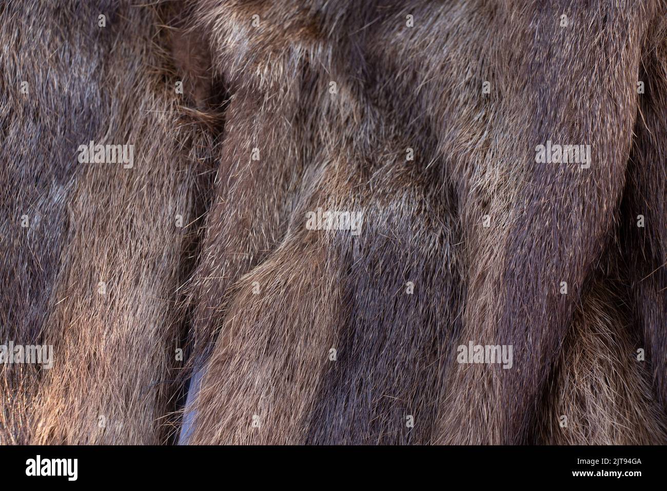 Cappotto marrone di pelliccia di castoro per primo piano di sfondo, cappotto invernale di pelliccia donna Foto Stock