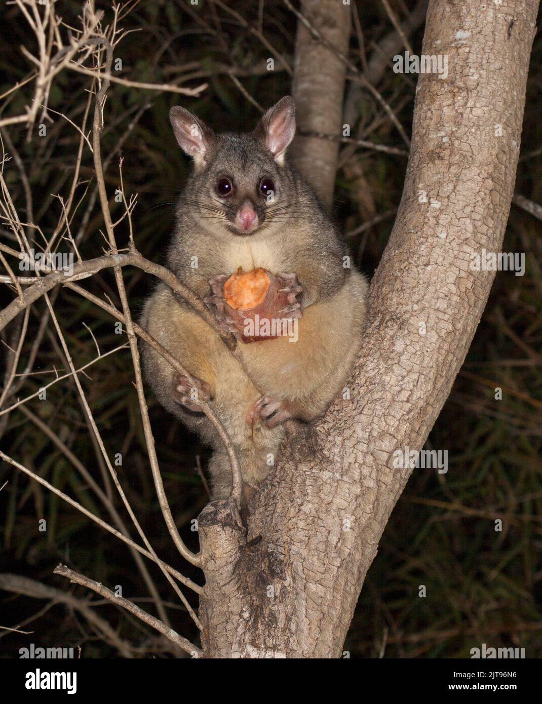 Bella femmina Brush-tail Possum, con un pezzo di patata dolce sulle sue zampe, con espressione di allarme e guardando la macchina fotografica, in giardino albero in Australia Foto Stock
