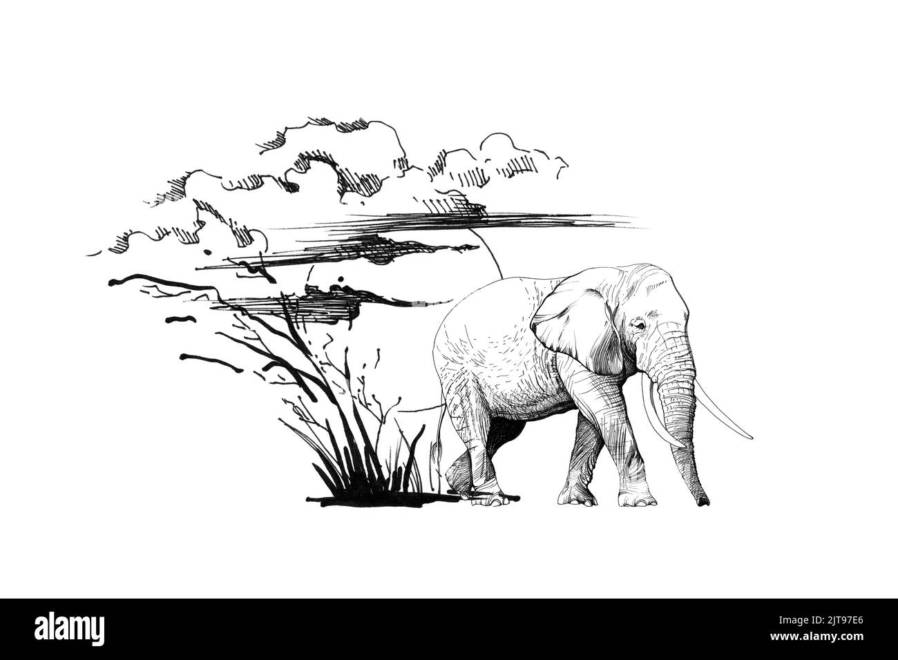 Elefante al tramonto con erba e nuvole. Raccolta di illustrazioni disegnate a mano (originali, nessuna traccia) Foto Stock