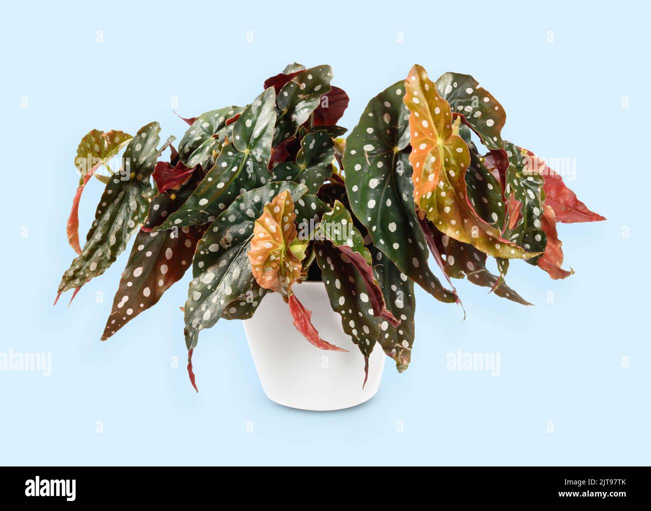 Polka in vaso begonia puntiforme con foglie oblunghe che coltivano in pentola come pianta di casa su sfondo azzurro Foto Stock