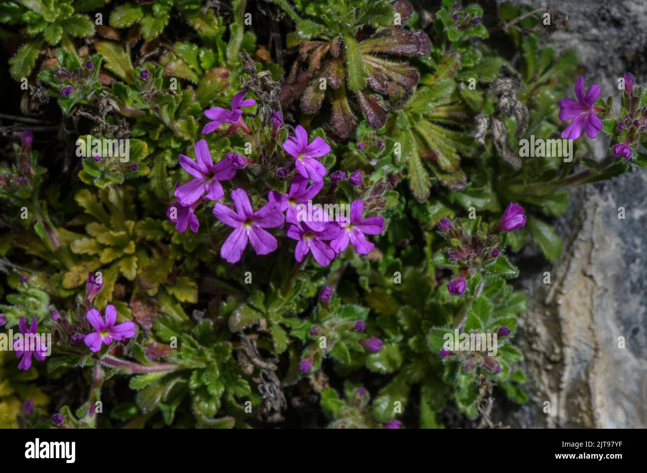 Fata volpe, Erinus alpinus, in fiore su roccia-sporgenza, Pirenei. Foto Stock