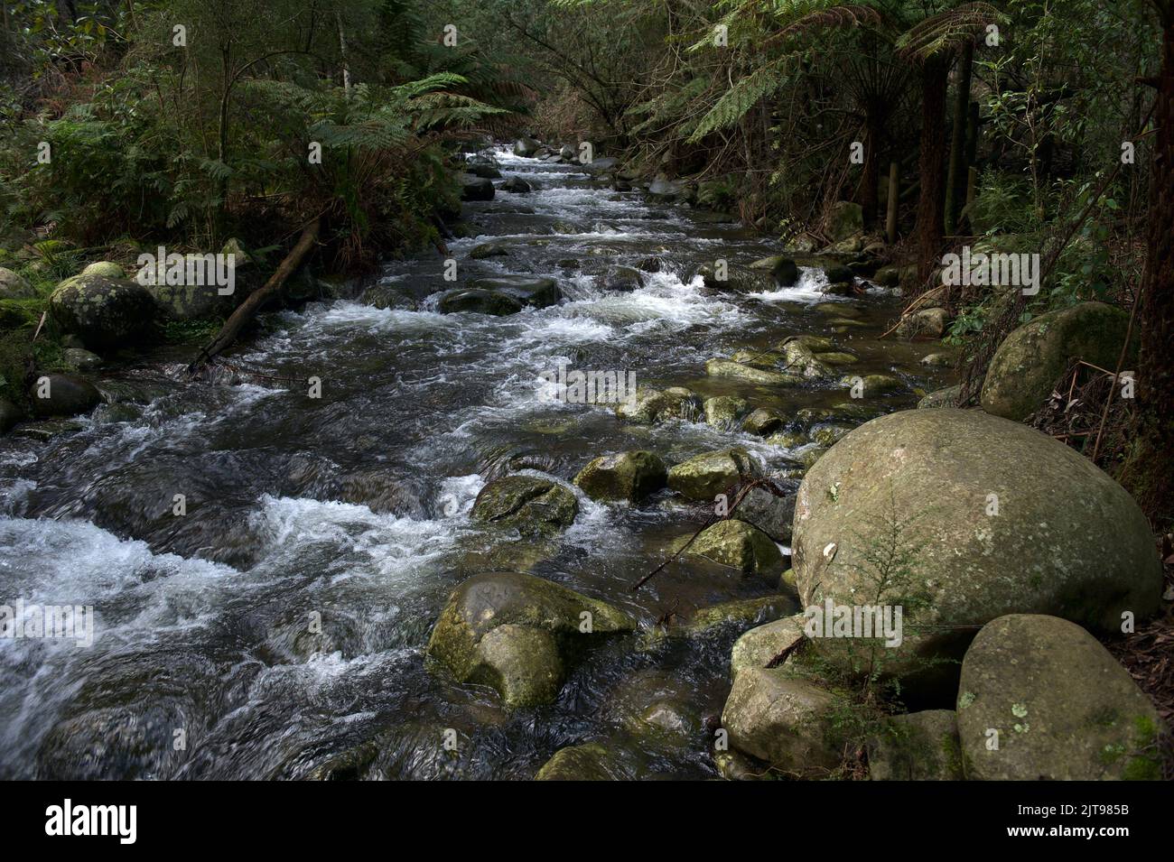 Badger Creek sotto Badger Weir, vicino Healesville a Victoria, Australia. Questa vista è dall'area picnic nella riserva Badger Weir. Foto Stock