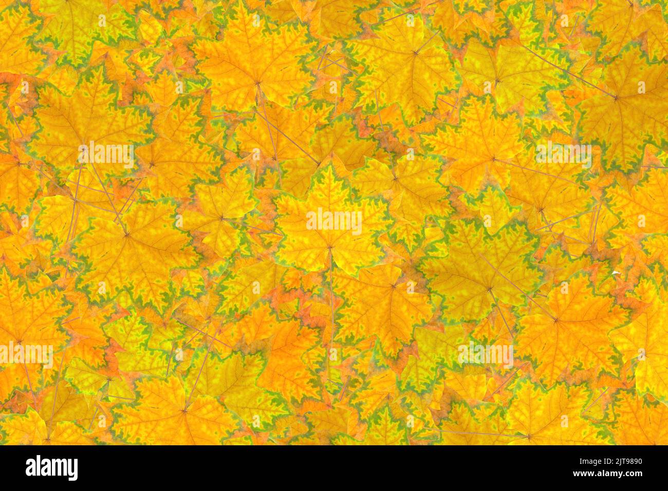 Astratto sfondo autunnale fatto da foglie di acero caduto pigmentato. Foto Stock