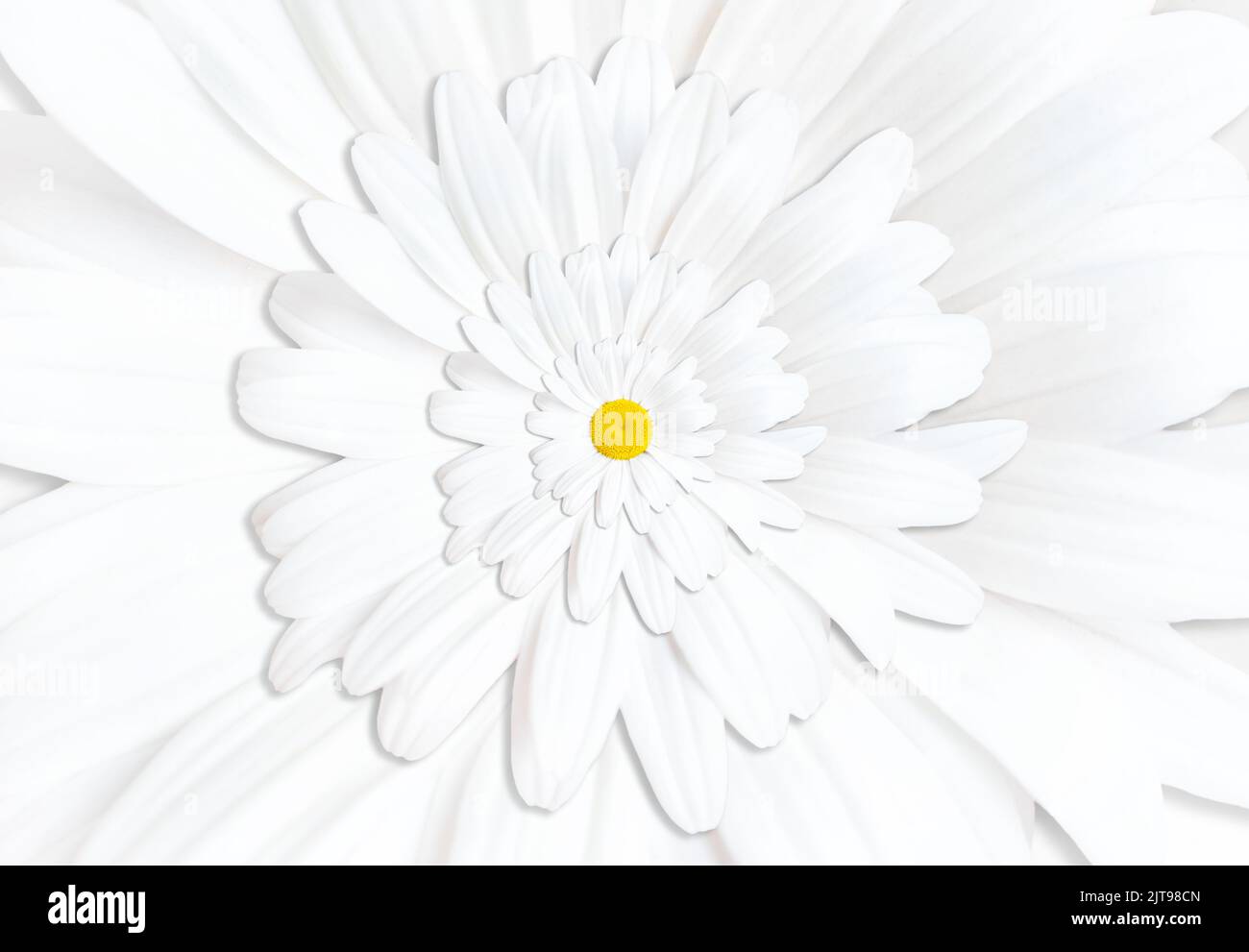 Astratto motivi floreali di ripetizione sfondo fatto da camomilla fioritura bianca. Foto Stock