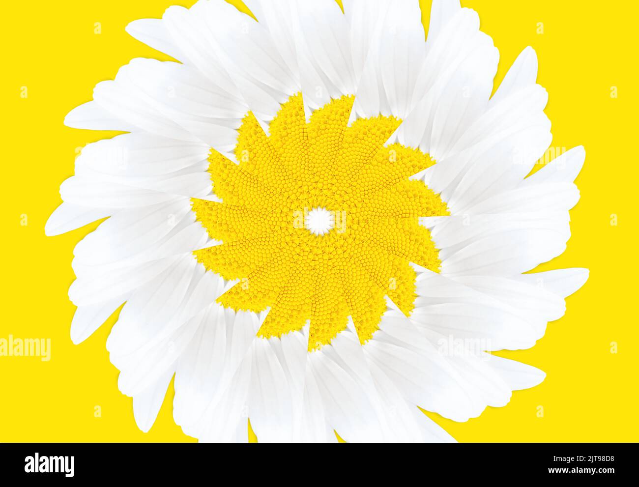 Sfondo astratto fatto da una fioritura a margherita ripetizioni sul giallo Foto Stock