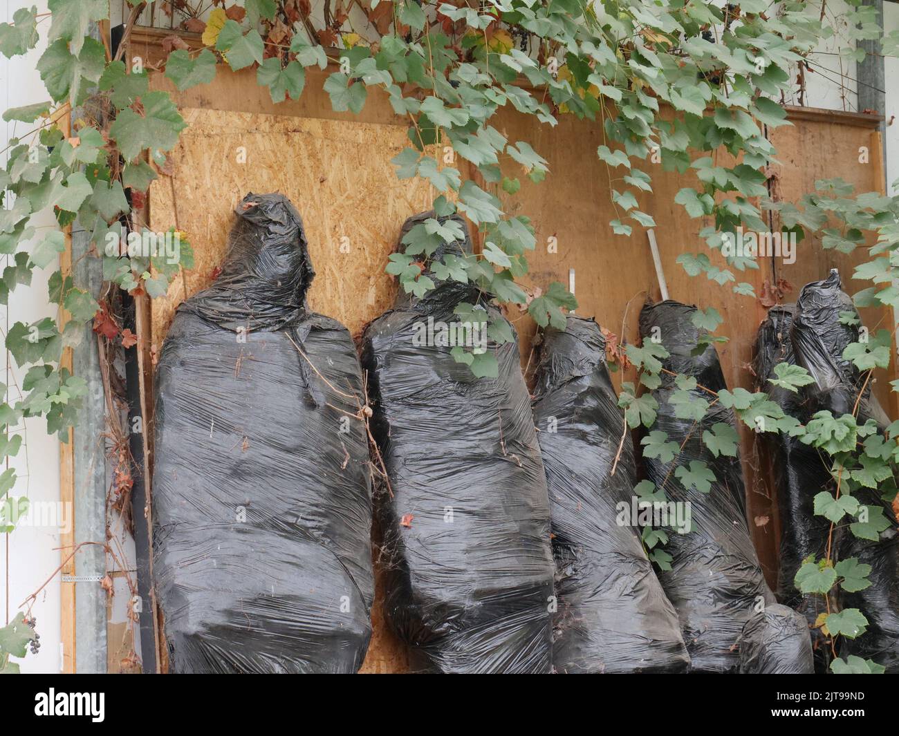 Scena di Halloween, foto orizzontale di sei corpi umani avvolti in foglio di plastica nera e disposti contro una parete di legno Foto Stock