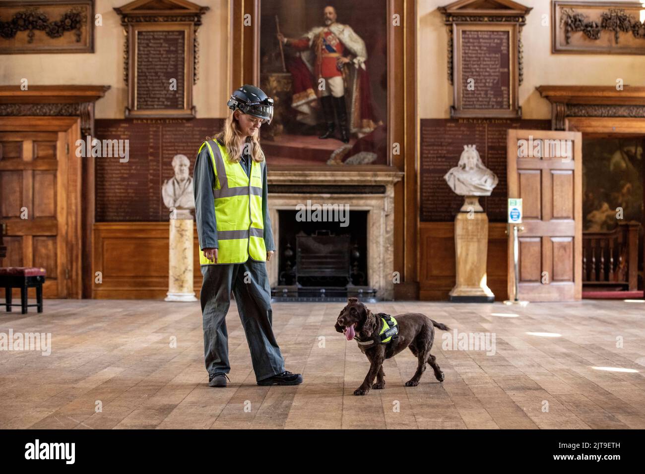 National Dogs Day - PIP, un "cane del marciume" incaricato di sniffare il marciume umido e secco con il gestore Isobel Mar presso il St Bartholomew’s Hospital North Wing, Regno Unito Foto Stock