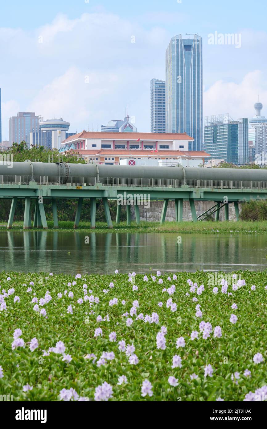 Il fiore di giacinto d'acqua (Pontederia crassipes) fiorisce a lo Wu, Hong Kong Foto Stock