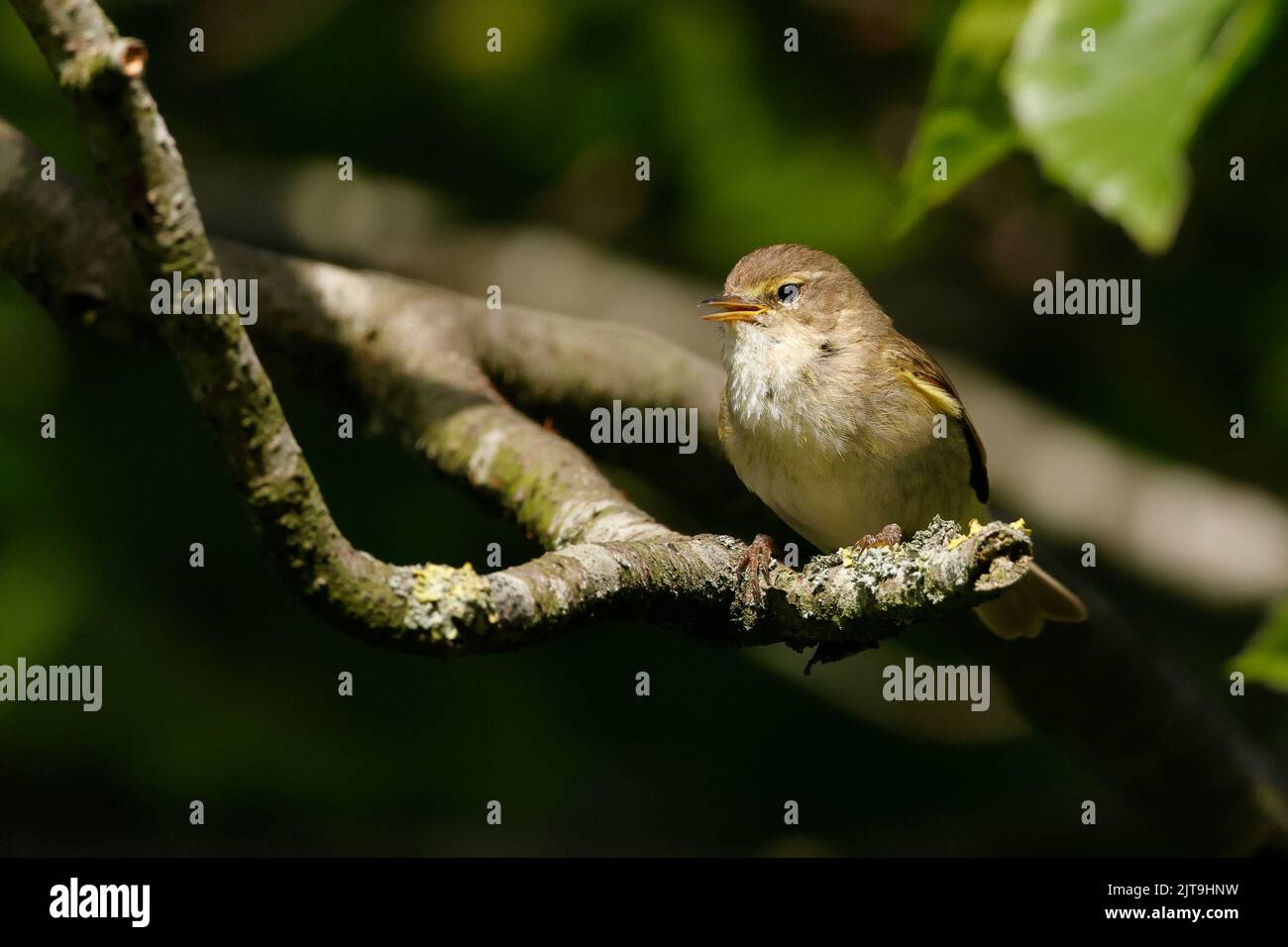 Fuoco selettivo di una piccola pinca su un ramo di albero con sfondo sfocato Foto Stock