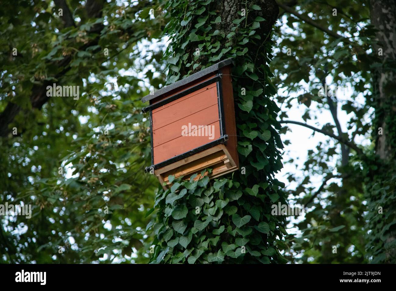 Scatola di nesting BAT box costruita per pipistrelli Foto Stock