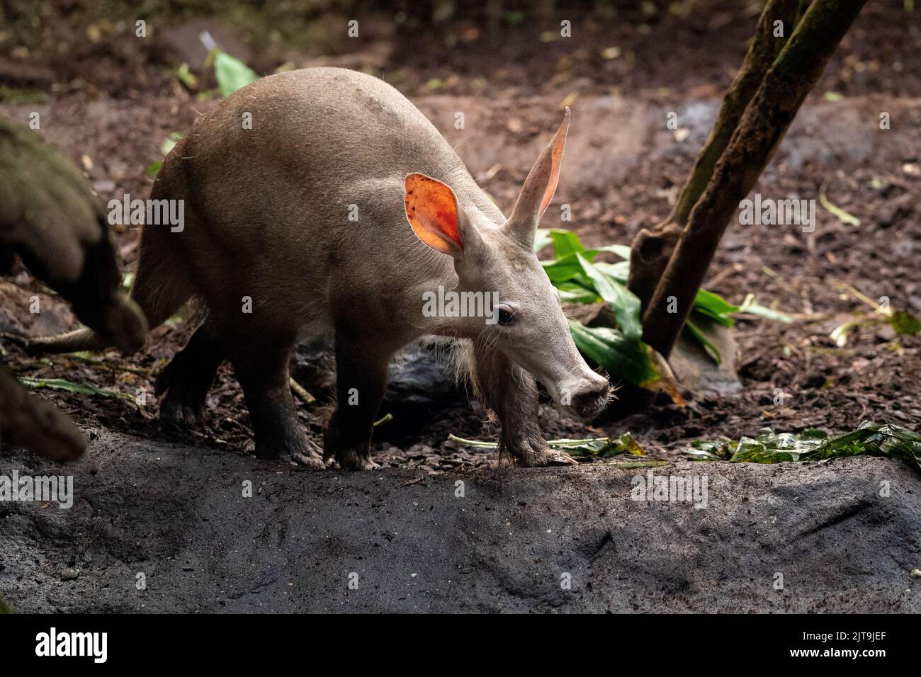 Un primo piano di un aardvark selvaggio notturno che cammina da solo Foto Stock