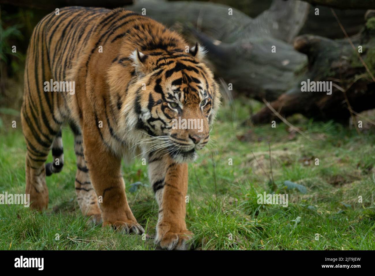 Un primo piano di una tigre di Sumatran che cammina sull'erba verde Foto Stock