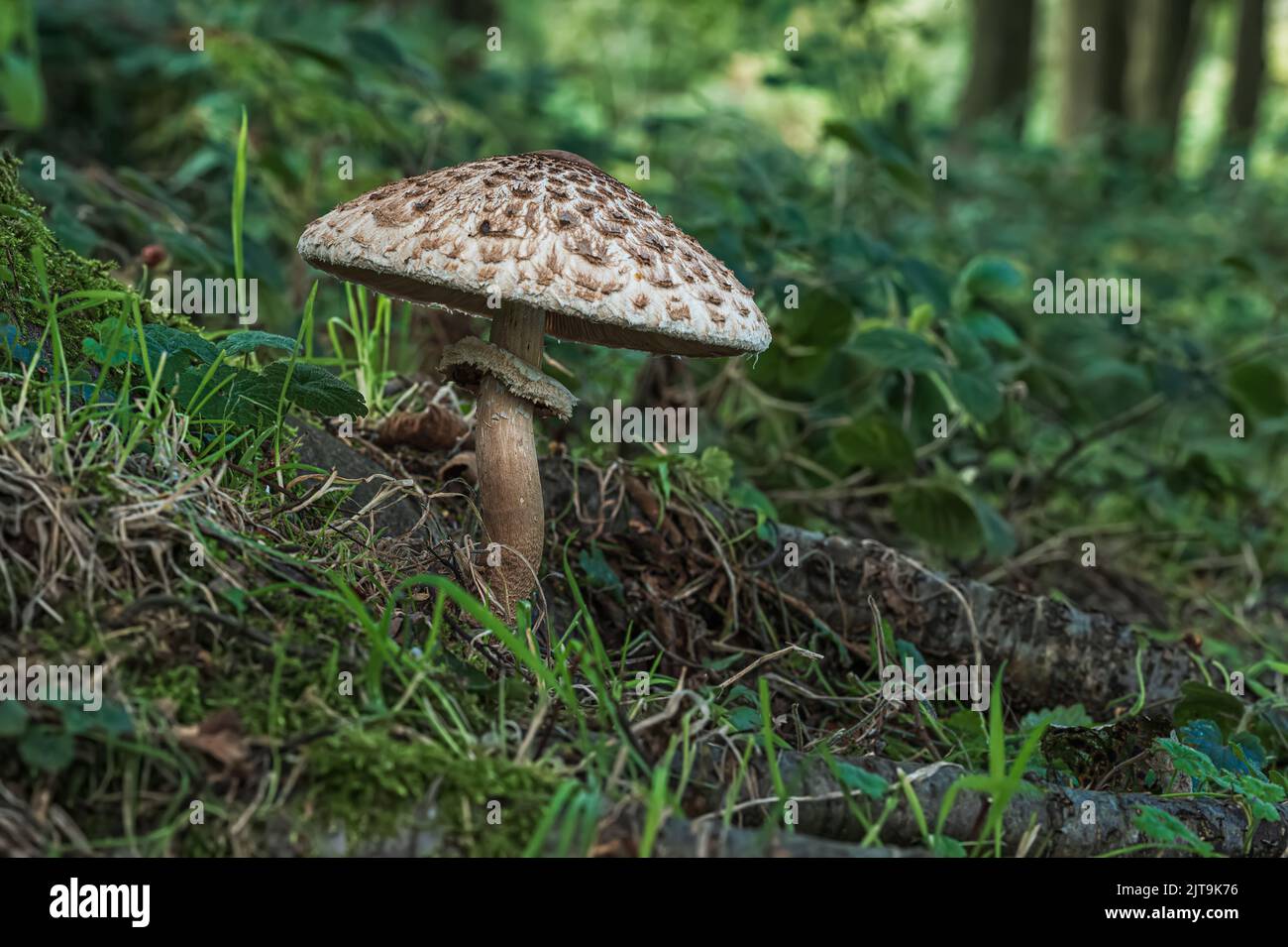 Funghi che crescono in un ambiente boschivo su Tittleshall Common, Tittleshall, Norfolk, UK Foto Stock