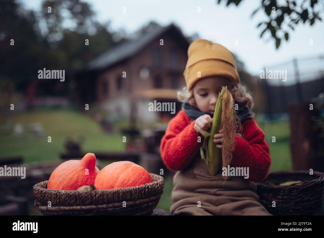 Bambina in autunno vestiti raccogliendo zucca organica nel suo cestino, stile di vita sostenibile. Primo piano. Foto Stock