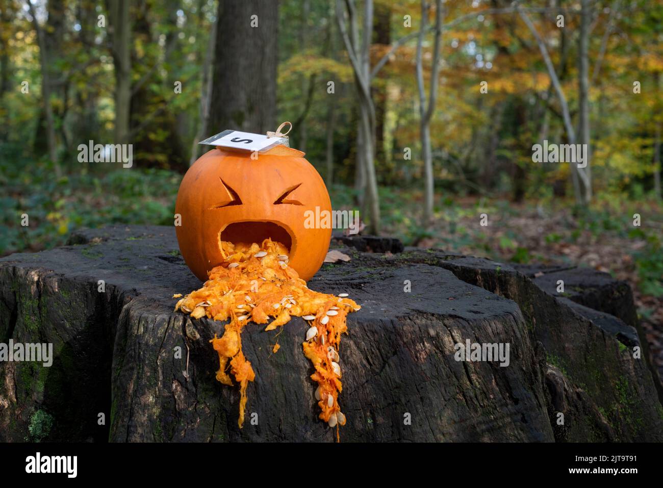 Sheffield, Regno Unito - 31 Ott 2019: Zucca intagliata o lanterna di jack o malata sull'Eccleshall Woods Halloween Trail Foto Stock