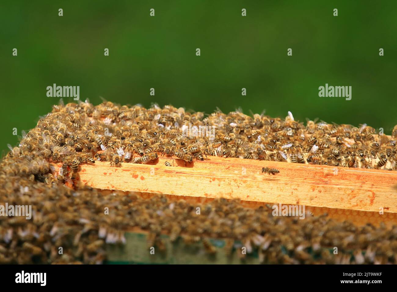 Colonia di api sul nido d'ape. Insetti che lavorano in alveare di legno. Produzione di miele. Foto Stock