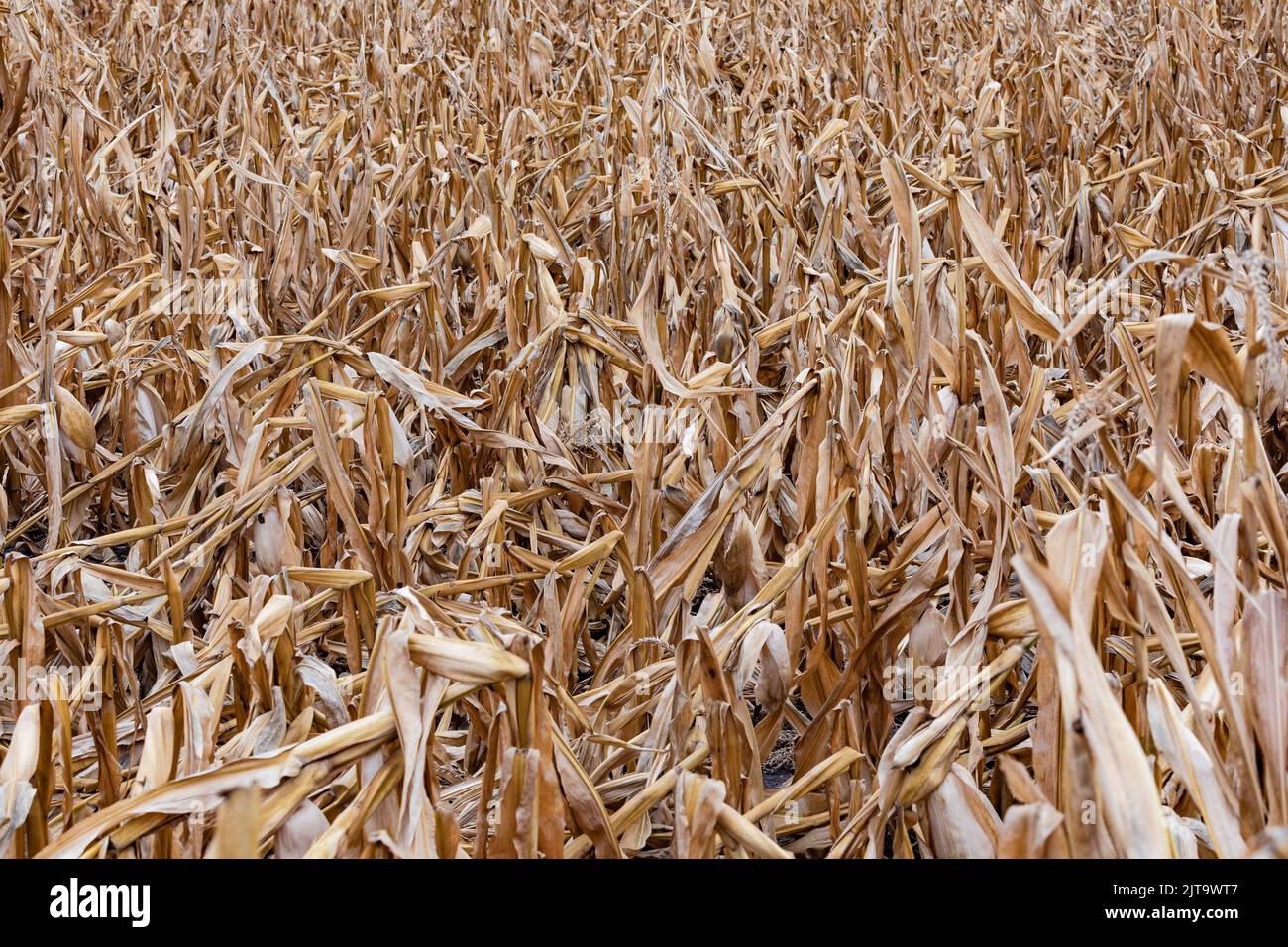 Il campo di mais asciugato e debucciato significa rottura del prodotto in tutta la Germania Foto Stock