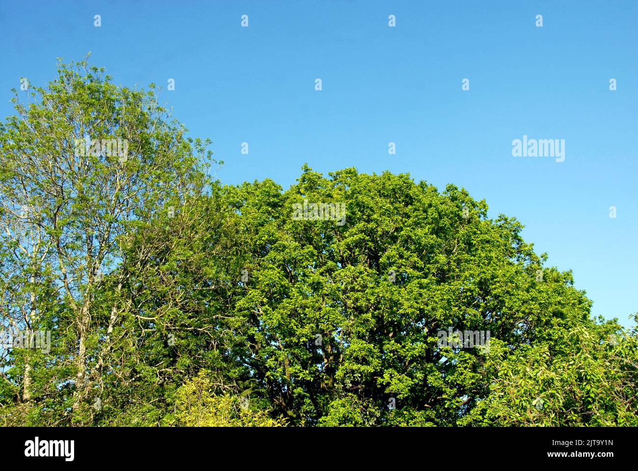Frassino e querce in primavera con foglie verdi fresche Foto Stock